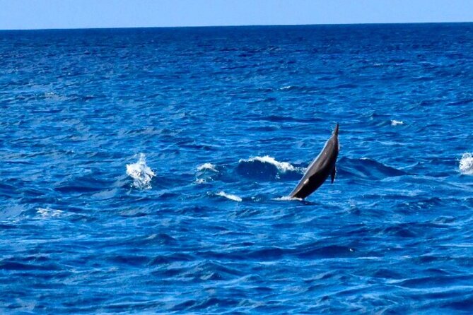 Dolphins Encounter and Whale Watching - Why this Mauritius wildlife trip feels different