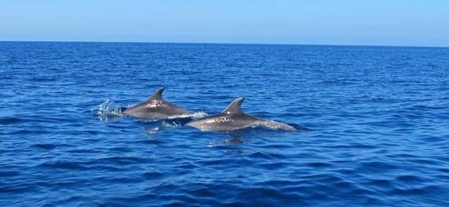 Dolphins: Private, Snorkel, CrystalRock, ileoBenitiers,lunch - Is $439 good value for two?