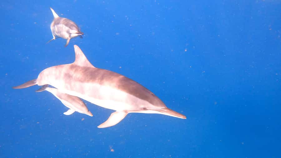 Dolphins & whale watching - Key points to know before you book