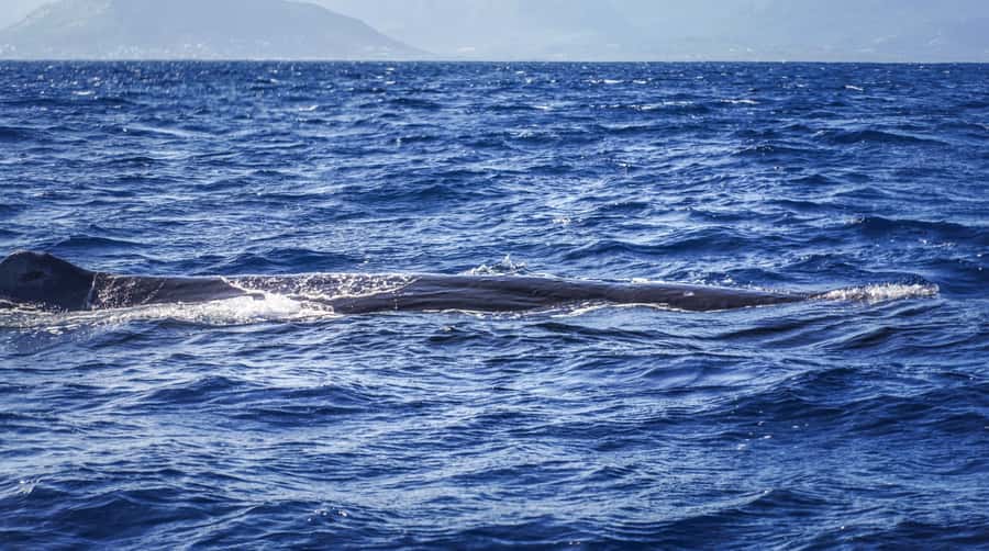 Dolphins & whale watching - What the small motorboat means on the water