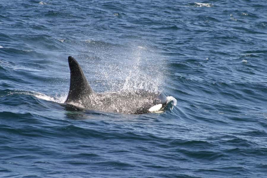 Dolphins & Whales, Private Tour Snorkeling - Key points to know before you book