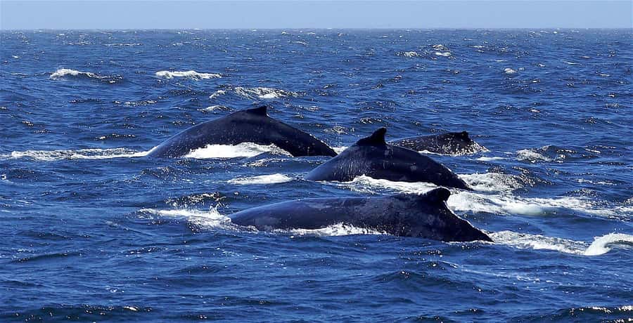 Dolphins & Whales, Private Tour Snorkeling - Leaving Mauritius by private speedboat