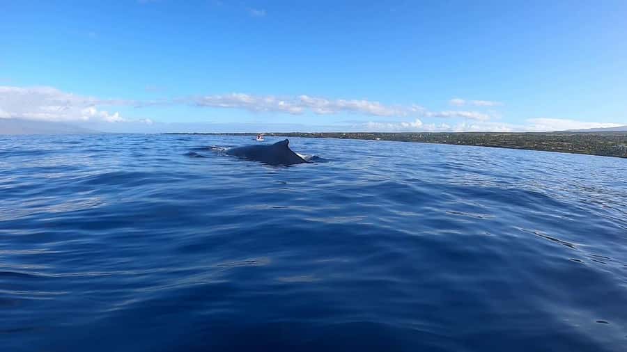 Dolphins & Whales, Private Tour Snorkeling - Whale watching with Ali and the crew