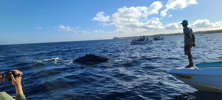 Dolphins & Whales, Private Tour Snorkeling - The scenery around Mauritius from the water