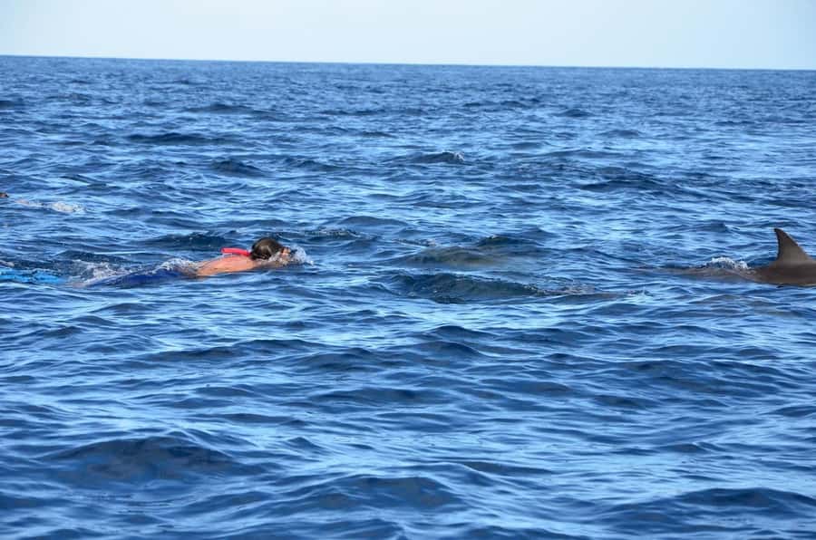 Dolphins & Whales, Private Tour Snorkeling - Booking advice for a smoother day