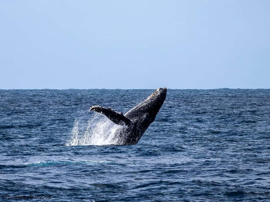 Dolphins & Whales, Private Tour Snorkeling - Searching for dolphins in open water