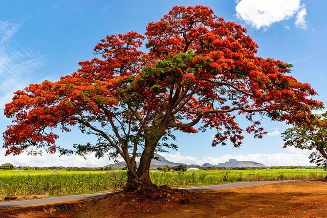 East of Mauritius: Full Day Scenic Tour with Lunch & Glass Bottom - Beau Vallon and the Mahebourg market show everyday Mauritius