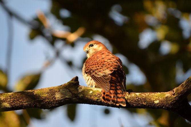 Ebony Forest Reserve Chamarel: Endemic Birdwatching Guided Tour - Why Ebony Forest is a strong birding base