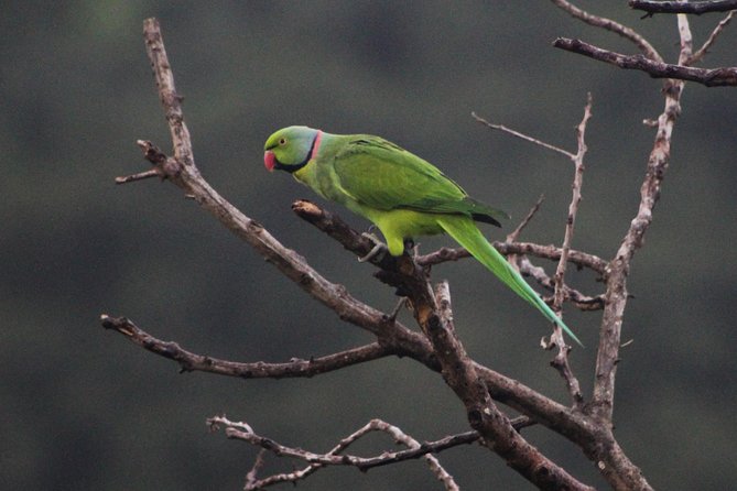 Ebony Forest Reserve Chamarel: Endemic Birdwatching Guided Tour - Starting at the museum and release aviaries