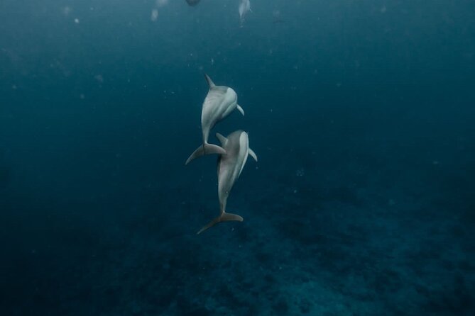 Eco-friendly Dolphin Watching Tour in Mauritius - Setting out from Le Morne for a private morning on the water