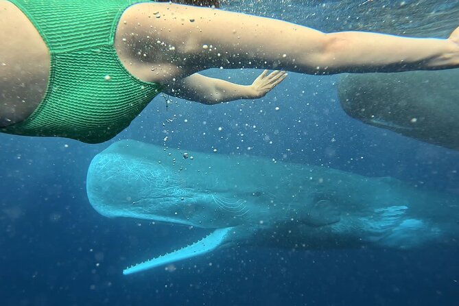 Eco-friendly Dolphin Watching Tour in Mauritius - Searching for wild dolphins and possible humpback whales