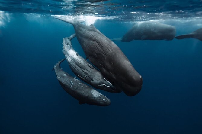 Eco-friendly Dolphin Watching Tour in Mauritius - Coffee, croissants, and a quieter finish
