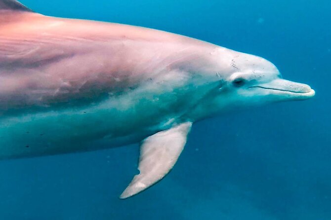 Eco-friendly Dolphin Watching Tour in Mauritius - What the $471.21 group price means