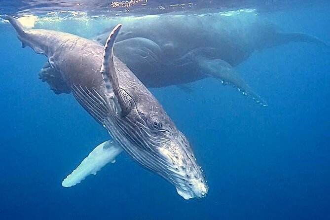 Eco-friendly Dolphin Watching Tour in Mauritius - Who will enjoy this Le Morne boat trip most