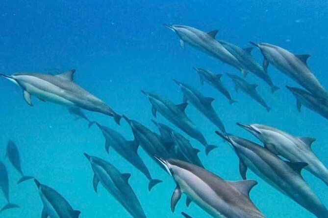 Eco-friendly Dolphin Watching Tour in Mauritius - Snorkeling in the lagoon adds a second reason to go