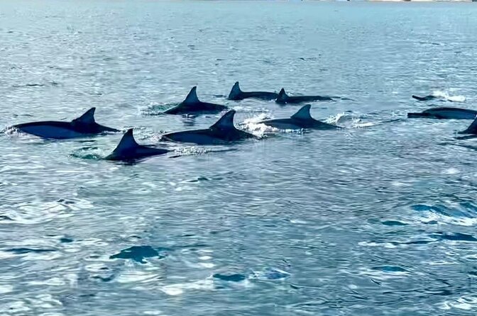 Exciting Dolphin encounters in the Maurtius's lagoon - Group size, boats, and the wildlife question