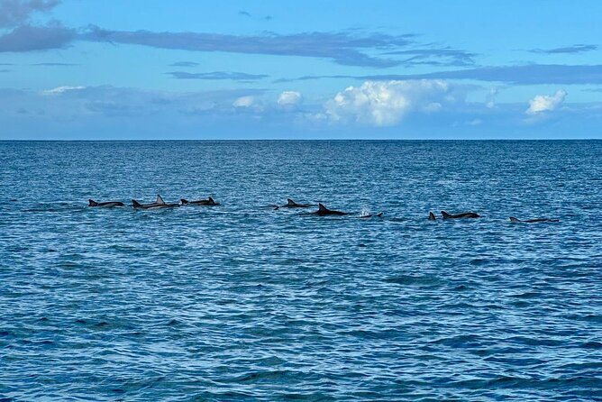 Exciting Dolphin encounters in the Maurtius's lagoon - Fitness, swimming, and what to bring