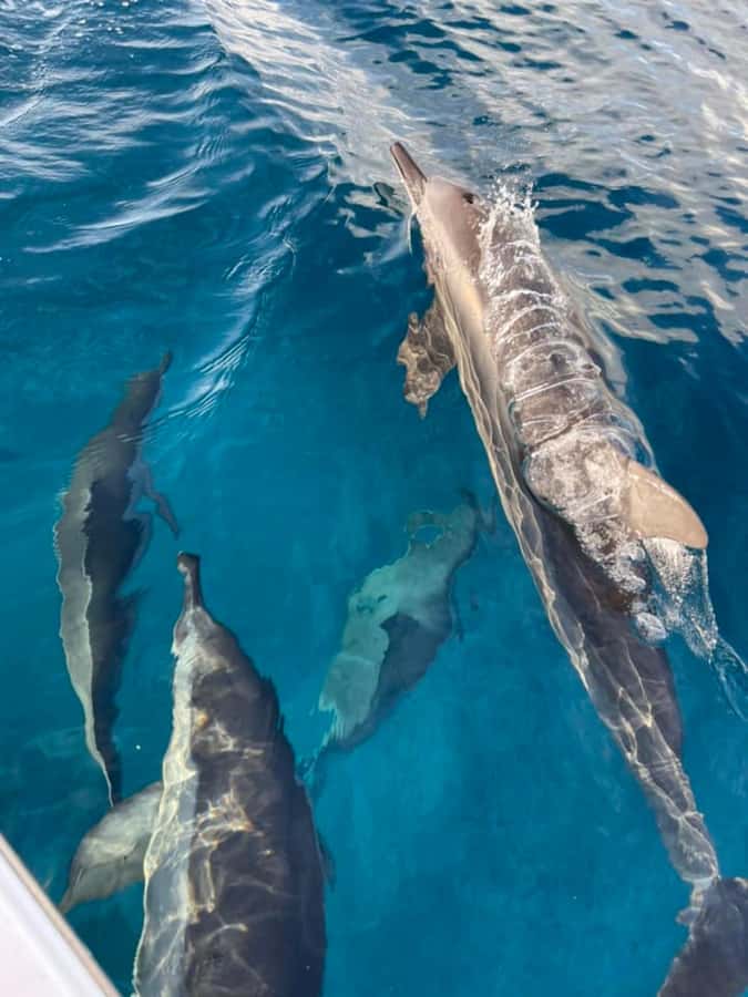Exclusive:full-day/Dolphins watch& swimming Crystal Rock+Bbq - Meeting the skipper at Le Morne Public Beach