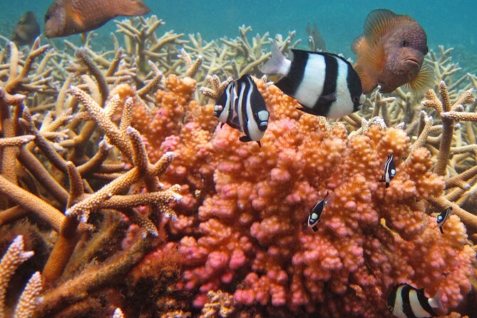 Exotic East of Mauritius: Full-day incl Ile aux Aigrette & Blue-Bay Marine Park - Why this southeast Mauritius day is different