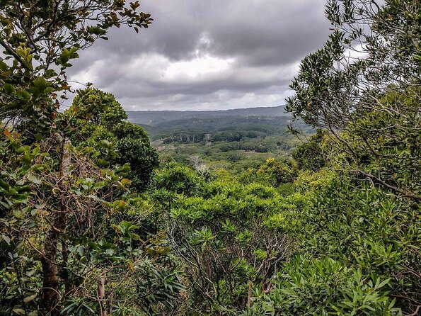 Exotic South: Journey into the Nature (Full-Day Tour incl Lunch & Ebony Forest) - Key points at a glance