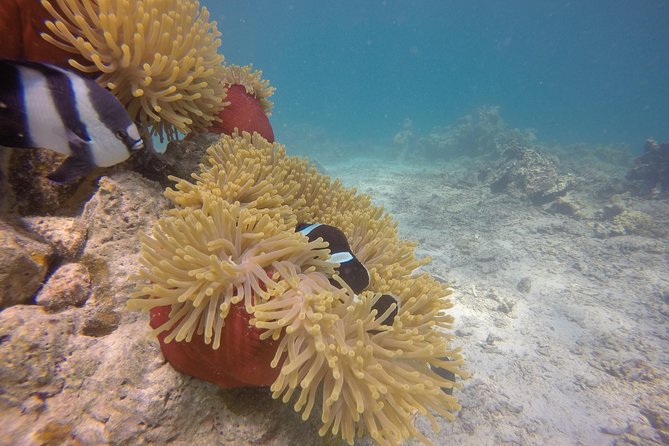 Exploration dives - Is $65 a fair price for this Mauritius outing?