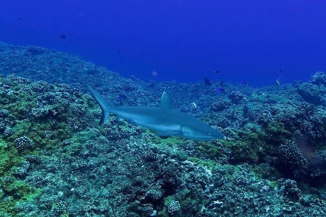 Exploration dives - Pickup, group size, and who will enjoy it most