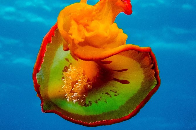 Exploration dives for experienced divers - A Tamarin morning built around the sea