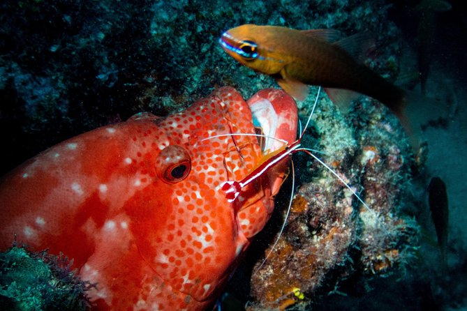 Exploration dives for experienced divers - Medical rules are worth taking seriously