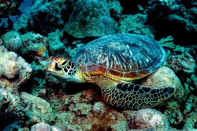 Exploration dives for experienced divers - Choosing between Cathedral and Aquarium Divers