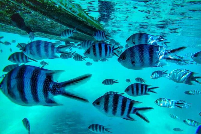 Exploring the Magnificent East of Mauritius: Full-day incl Blue Bay Marine Park - Blue Bay Marine Park is the main event