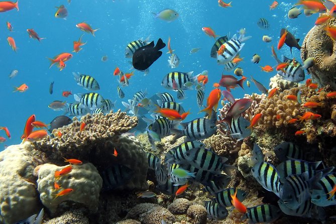 Exploring the Magnificent East of Mauritius: Full-day incl Blue Bay Marine Park - Bazar Street brings food, crafts, and ordinary commerce