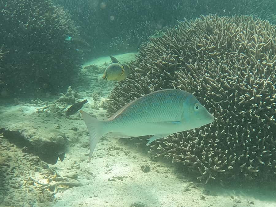 From Blue Bay: Ile aux Cerfs Speedboat Excursion with BBQ - The final swim near Ile aux Aigrettes