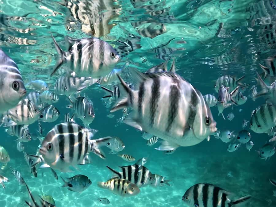 From Blue Bay: Ile aux Cerfs Speedboat Excursion with BBQ - What the $106 price really covers
