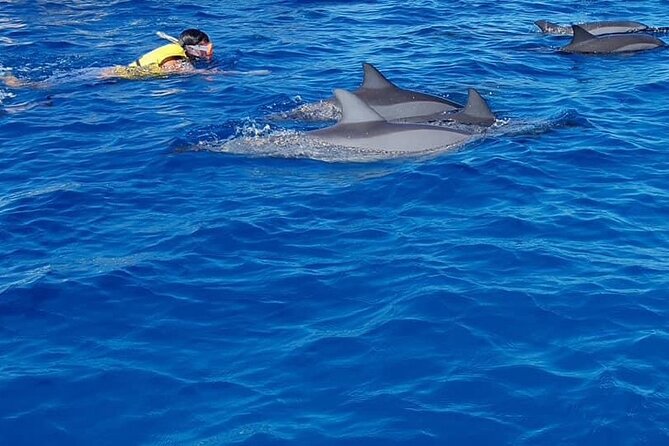Full-Day Dolphin Watching Cruise in Mauritius - Meeting spinner and bottlenose dolphins at Tamarin Bay