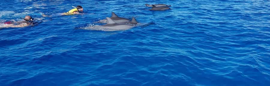 Full Day Dolphins Watching Ile aux Benitiers & Crystal Rock - Key points to know before booking