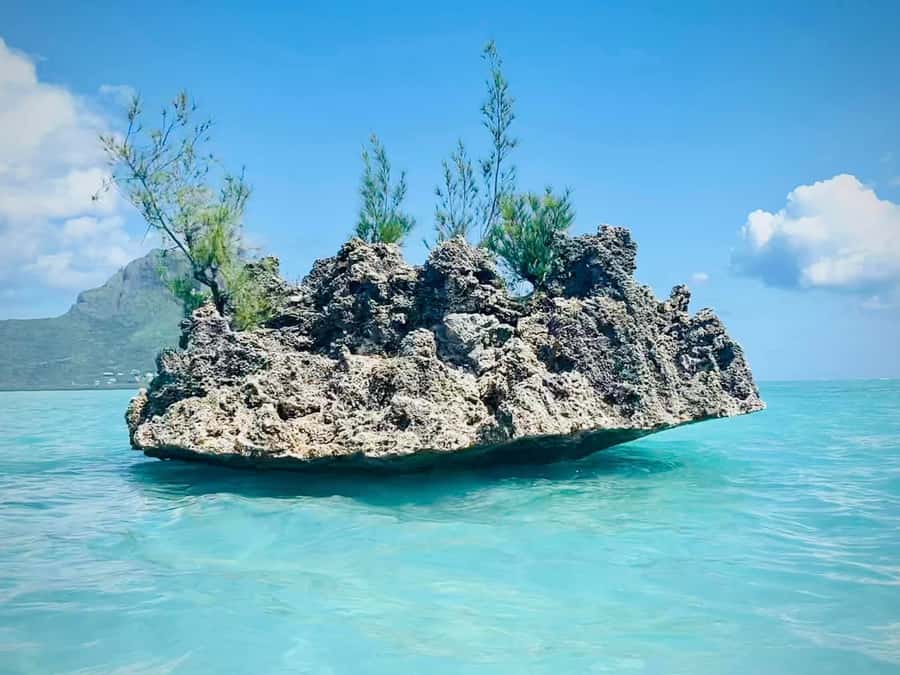 Full Day Dolphins Watching Ile aux Benitiers & Crystal Rock - Crystal Rock and the realities of snorkeling