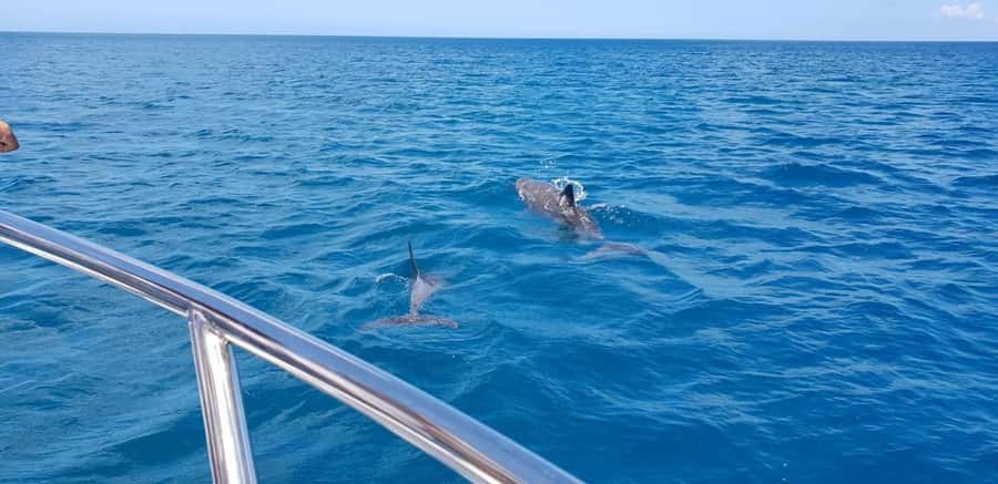 Full Day Dolphins Watching Ile aux Benitiers & Crystal Rock - Dolphin watching in Tamarin Bay