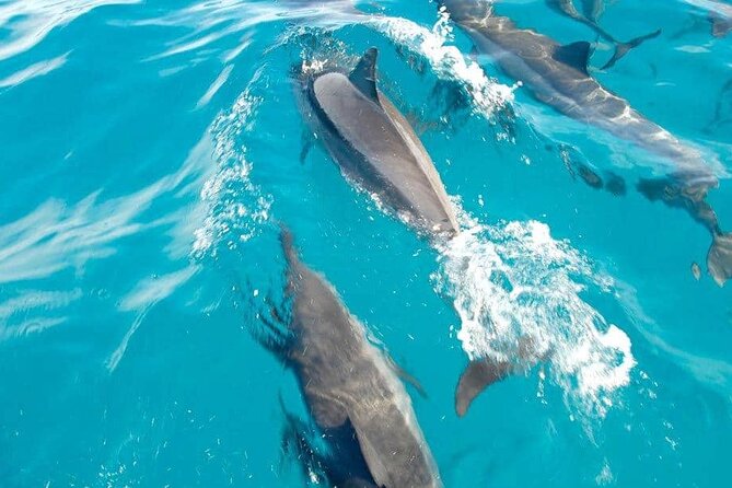 Full day Shared Speedboat Tour - South West Lagoon Dolphin Swim - A full day built around the South West lagoon