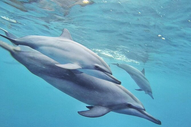 Full day Shared Speedboat Tour - South West Lagoon Dolphin Swim - Who will enjoy this day most