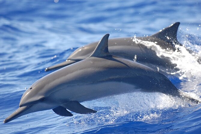 Full day Shared Speedboat Tour - South West Lagoon Dolphin Swim - Crystal Rock with Le Morne behind you