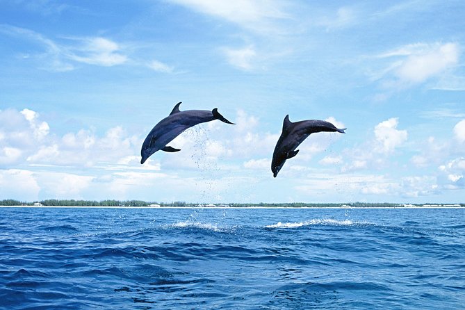 Full-Day Swimming with Dolphins and Casela Nature Park Tour in Mauritius - Practical preparation for the day