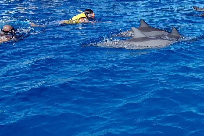 Full-Day Swimming with Dolphins and Casela Nature Park Tour in Mauritius - Is $101.01 good value?