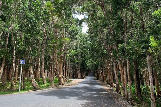 Full-Day Tour of South West Mauritius - Black River Gorges offers forest and open views
