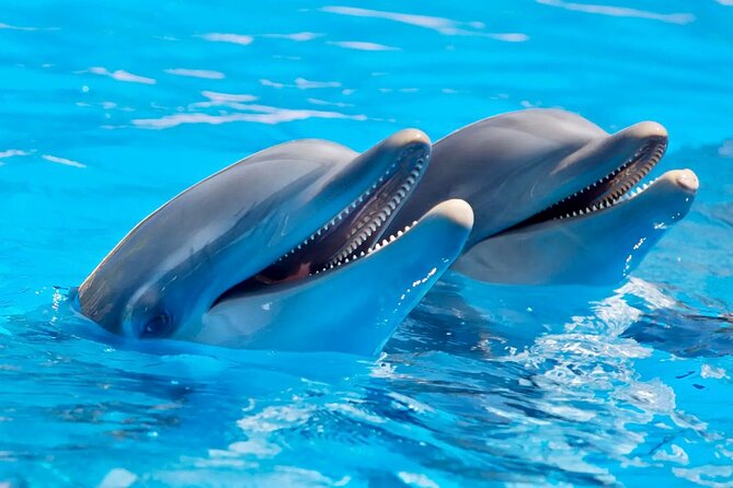 Fully Day Tour: Dolphin Encounters, Crystal Rock at Benitiers Island - Why this southwest Mauritius day makes sense