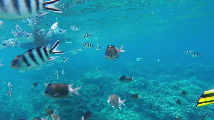 Grand Baie: Catamaran 3 Islands Cruise & Lunch on the Island - The catamaran ride sets the tone