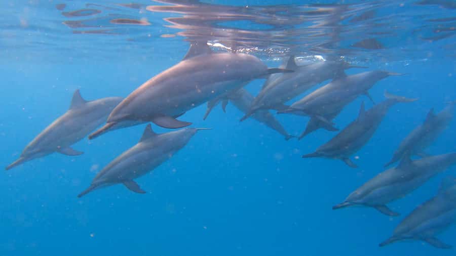 Grande Riviere Noire: Boat Tour and Swimming with Dolphins - Key points at a glance