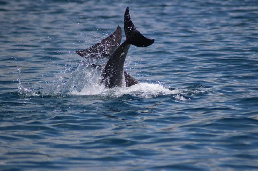 Grande Riviere Noire: Boat Tour and Swimming with Dolphins - Starting before the west coast wakes up