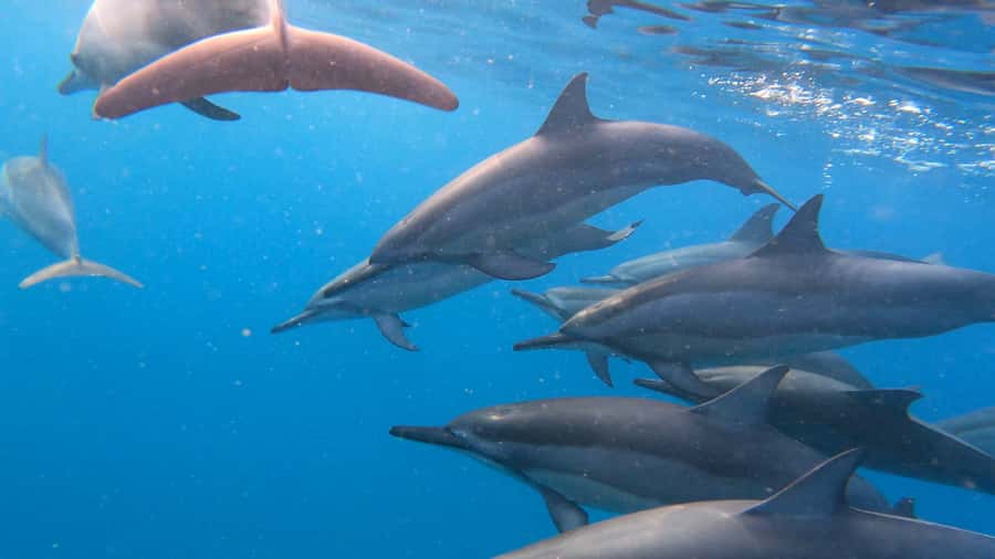 Grande Riviere Noire: Boat Tour and Swimming with Dolphins - Searching for spinner and bottlenose dolphins