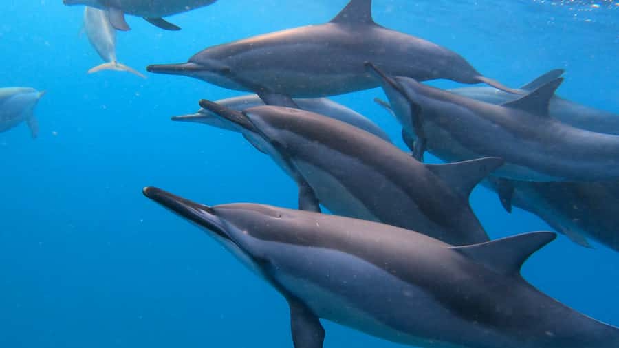 Grande Riviere Noire: Boat Tour and Swimming with Dolphins - A new boat and a small group