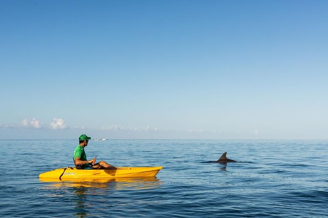 Guided Kayak 2-Hour Activity with Dolphins - Is $58.16 a fair price?